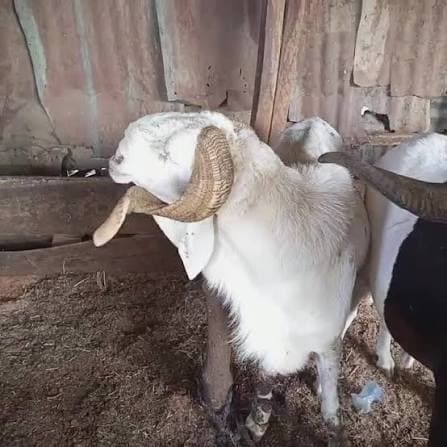 Ileya Ram photo 1